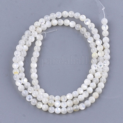 Natural White Shell Beads&nbsp;SHEL-T012-49B