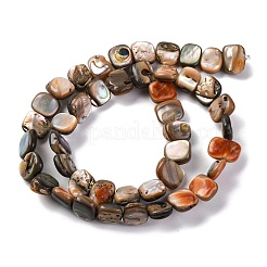 Natural Paua Shell Beads Strands&nbsp;BSHE-B007-02