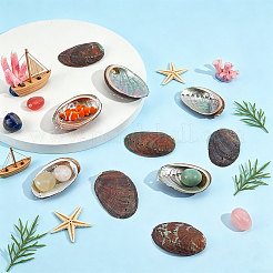 Natural Paua Shell Display Decorations&nbsp;DJEW-WH0042-148A