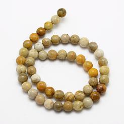 Natural Fossil Coral Beads Strands&nbsp;G-K194-4mm-05