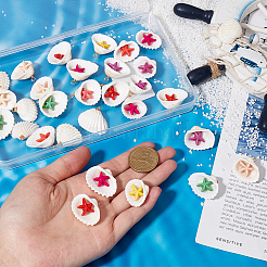 32Pcs Summer Beach Natural Shell Pendants&nbsp;FIND-SC0012-34