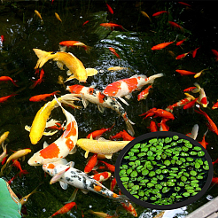 28個 2スタイル EVAフォーム 水槽用フローティングプラントリング  浮遊植物を遮断するため  平らで四角い  ブラック  94~193x94~193x5.5mm  14個/スタイル&nbsp;AJEW-BC0010-09B