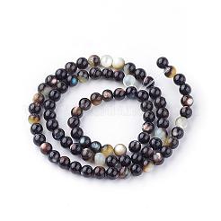 Natural Black Lip Shell Bead Strands&nbsp;SSHEL-Q298-02