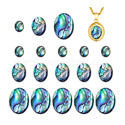 18個 3種類の天然パウア貝カボション  オーバル  カラフル  10~24.5x8~18x2.5~3mm  6個/スタイル&nbsp;SSHEL-PH0001-43