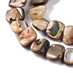 Natural Paua Shell Beads Strands&nbsp;BSHE-B007-02