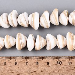 天然石シーシェルビーズ連売り  コーン  貝殻色  6~13x12~20x12~20mm  穴：0.5~0.6mm  約40個/連  15.16~15.55インチ（38.5~39.5cm）&nbsp;SHEL-Q028-02