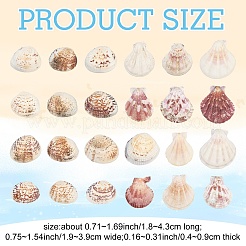 100G 2 Styles Clam Shell Beads&nbsp;SSHEL-YW0001-08