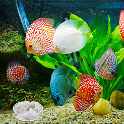 8 個 2 スタイル透明アクリル水族館エビ餌皿  小魚の餌入れ  フラットラウンド  透明  66~86x20mm  4個/スタイル&nbsp;AJEW-GO0001-01