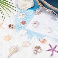 40Pcs Natural Scallop Shell Beads&nbsp;SSHEL-SP0001-02