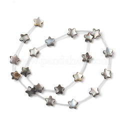 天然な黒リップシェルビーズ  スター  8x8.5x4mm  穴：0.7~0.8mm  約20個/連  13.58~13.78''（34.5~35センチメートル）&nbsp;BSHE-B005-15B