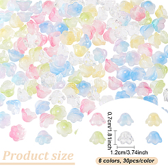 6 Colors Handmade Lampwork Beads&nbsp;LAMP-AN0001-01
