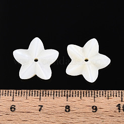 Natural Freshwater Shell Beads&nbsp;BSHE-T014-14