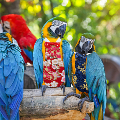 4Pcs 4 Styles Cotton Cloth Parrot Clothes&nbsp;AJEW-FH0007-63