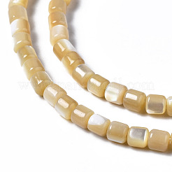天然トロチッドシェル/トロカスシェルビーズ連売り  コラム  3.5x3.5mm  穴：1mm  約111~117個/連  15.35インチ〜15.94インチ（39~40.5cm）&nbsp;SSHEL-N034-77-B01
