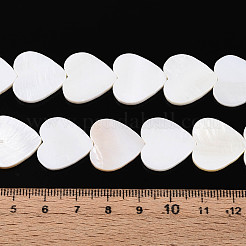 Natural Freshwater Shell Beads Strands&nbsp;SHEL-T020-31