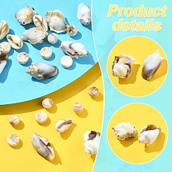 218PCSアクリルビーズ  天然石風  イモガイ  貝殻色  10.5~30x9.5~21.5x5.5~14mm  穴：1.6~1.8mm&nbsp;OACR-YW0002-17