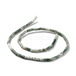 Natural Green Spot Jasper Beads Strands&nbsp;G-D464-14