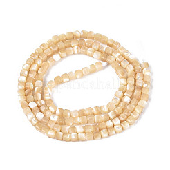 Natural Trochid Shell/Trochus Shell Beads Strands&nbsp;SSHEL-N041-04A-02