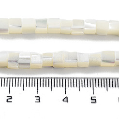 Natural Trochus Shell Beads Strands&nbsp;SHEL-M020-01
