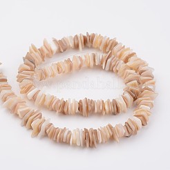 Natural Shell Bead Strands&nbsp;X-BSHE-P021-14