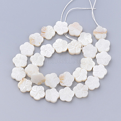 Natural Freshwater Shell Bead Strands&nbsp;SHEL-T001-A01