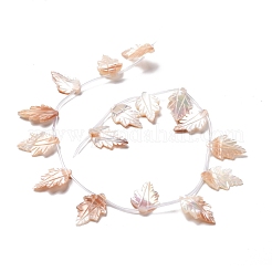 Autumn Theme Natural Sea Shell Beads Strands&nbsp;SSHEL-G023-14