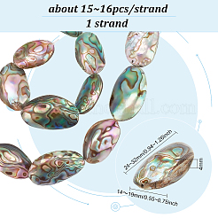 天然アワビ貝/パウア貝ビーズ1連  フラットオーバル  カラフル  24~32x14~19x4mm  約15~16個/連  15.5インチ&nbsp;BSHE-BC0001-16