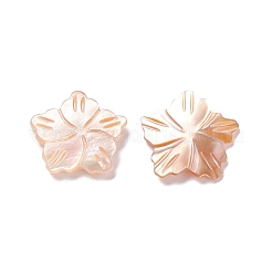 Sea Shell Cabochons&nbsp;SSHEL-C008-09