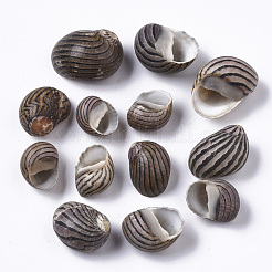 Natural Conch Shell Beads&nbsp;SSHEL-S258-89