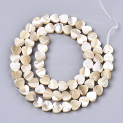 Natural Trochid Shell/Trochus Shell Beads&nbsp;SSHEL-R049-01