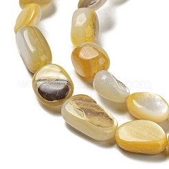 Natural Yellow Shell Beads Strands&nbsp;SSHEL-H072-08
