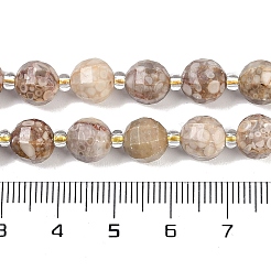 Natural Conch Fossil Beads Strands&nbsp;G-G182-B37-03