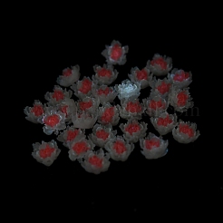 Luminous Resin Decoden Cabochons&nbsp;RESI-K036-06D