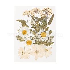 Pressed Dried Flowers&nbsp;DIY-YWC0001-100