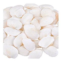 水槽の装飾用天然貝殻40個  貝殻色  21~38x25~57x7.5~17mm&nbsp;SHEL-PH0001-69B