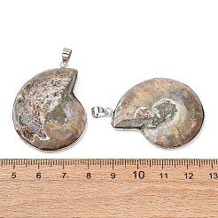 カタツムリの化石ペンダント  真鍮製のペンダントのセッティングで  プラチナ  ダークカーキ  35~50x25~35x8mm  穴：4x6mm&nbsp;G-D051-1A