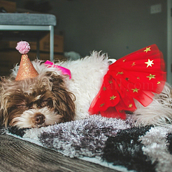 3Pcs 3 Colors Polyester Pet Dog Tutu Skirt&nbsp;AJEW-FH0006-75