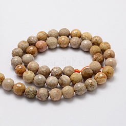 Faceted Round Natural Fossil Coral Bead Strands&nbsp;G-L437-03-8mm