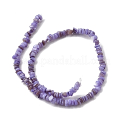 天然淡水シェルビーズ  染め  ナゲット  ライラック  4.5~9x4.5~7x1.5~5mm  穴：0.8mm  約163~165個/連  14.88~15.08''（37.8~38.3センチメートル）&nbsp;SHEL-B003-01L
