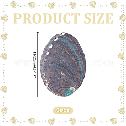 2Pcs Natural Abalone Shell Display Decorations&nbsp;DIY-WR0005-29A