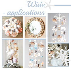 Natural Shell & Starfish Resin Cabochons Decorations&nbsp;SHEL-AR0001-13