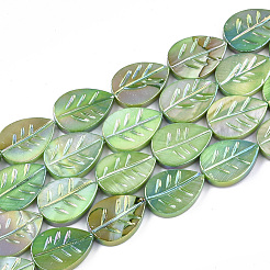 Freshwater Shell Beads Strands&nbsp;SHEL-S274-61B