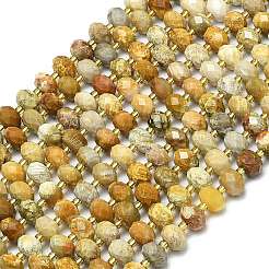 Natural Fossil Coral Beads Strands&nbsp;G-P573-A02-01
