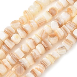 Natural White Shell Beads Strands&nbsp;SSHEL-F304-02B
