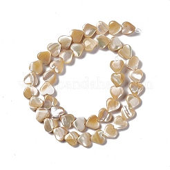 Natural Trochid Shell/Trochus Shell Beads Strands&nbsp;SHEL-F003-08B