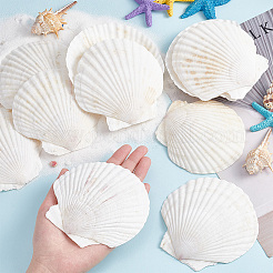 Natural Shell Display Decorations&nbsp;SSHEL-WH0001-39D