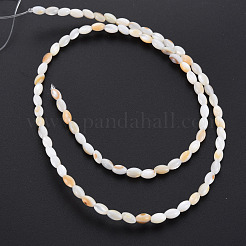 Natural Freshwater Shell Beads Strands&nbsp;SHEL-N027-08B