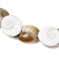 Natural Shiva Eye Shell Beads Strands&nbsp;SHEL-G021-01A