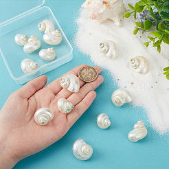 15Pcs Mini Natural Spiral Shell Beads&nbsp;FIND-PH0026-80