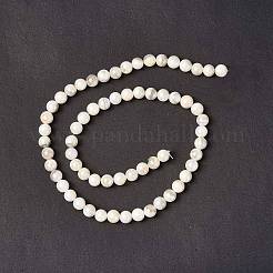 Natural Freshwater Shell Beads Strands&nbsp;SHEL-C003-10